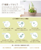 CT觸媒消臭抗菌人造盆栽