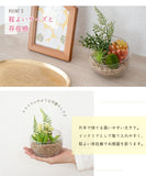 CT觸媒消臭抗菌人造盆栽